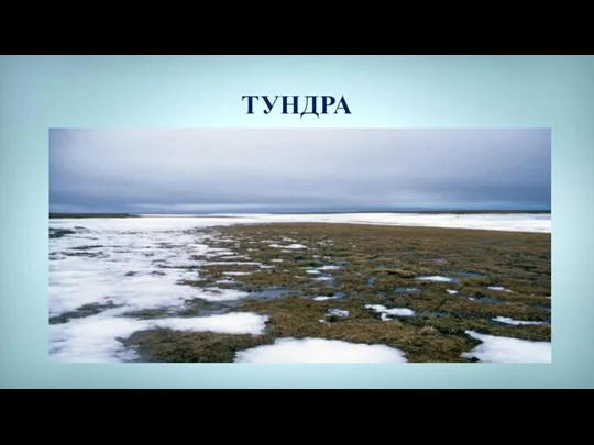 ТУНДРА