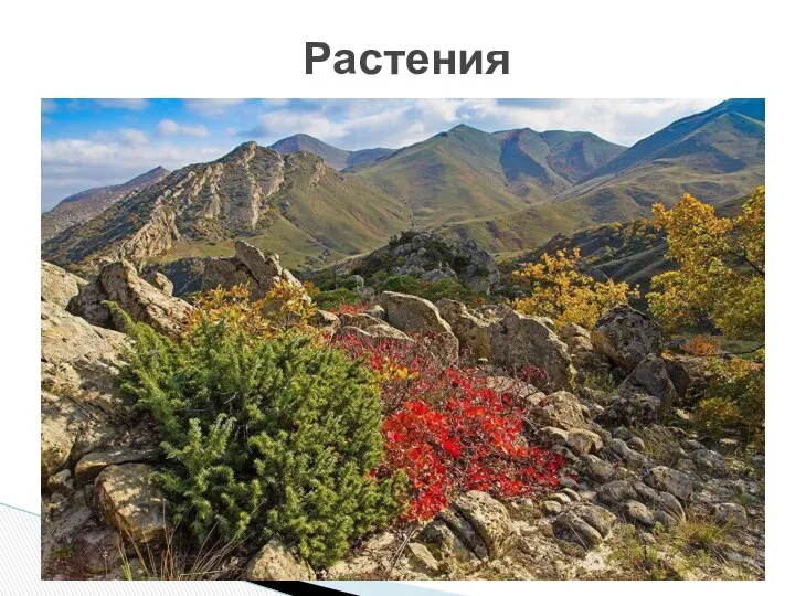 Растения