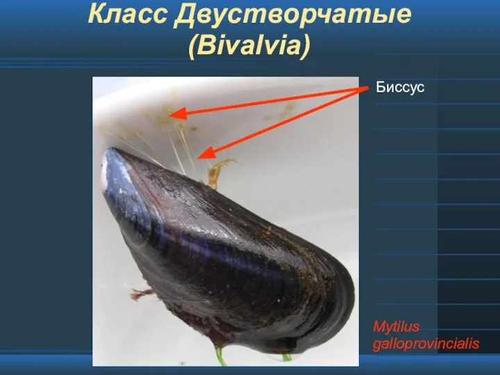 Класс Двустворчатые (Bivalvia) Mytilus galloprovincialis