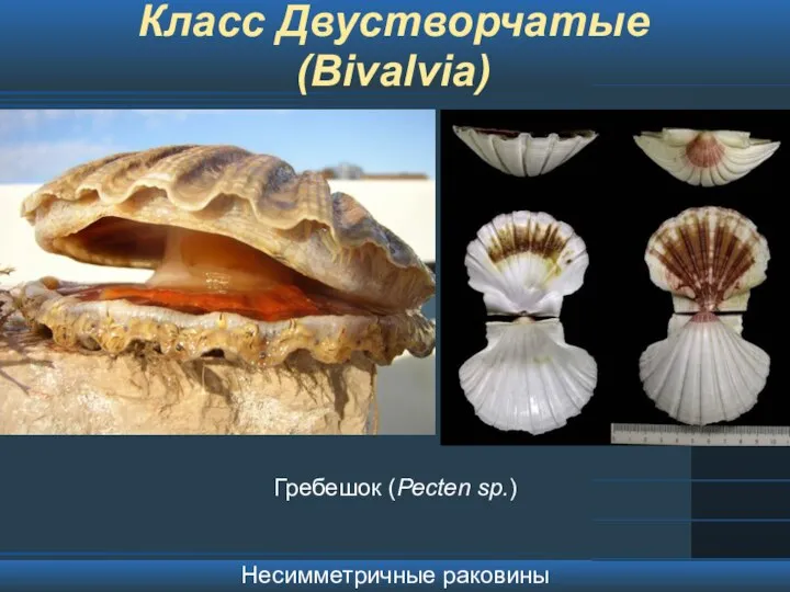 Класс Двустворчатые (Bivalvia) Несимметричные раковины Гребешок (Pecten sp.)