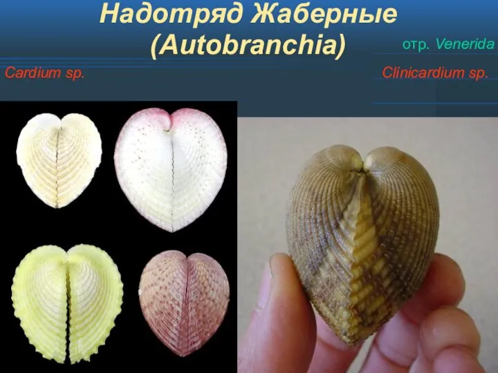 Надотряд Жаберные (Autobranchia) Clinicardium sp. отр. Venerida Cardium sp.