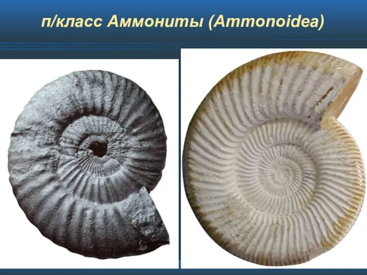 п/класс Аммониты (Ammonoidea)