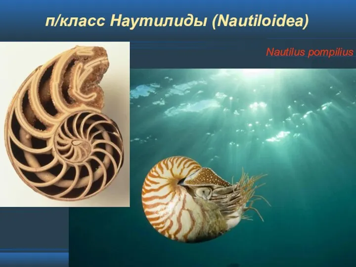 п/класс Наутилиды (Nautiloidea) Nautilus pompilius