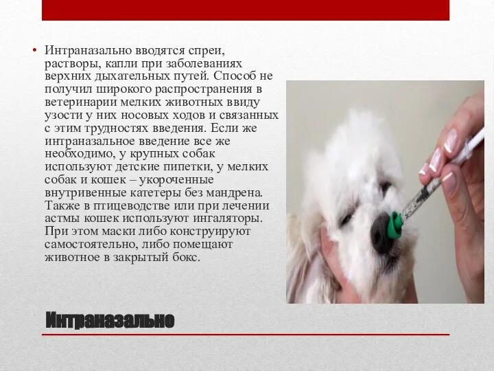 Интраназально Интраназально вводятся спреи, растворы, капли при заболеваниях верхних дыхательных путей.