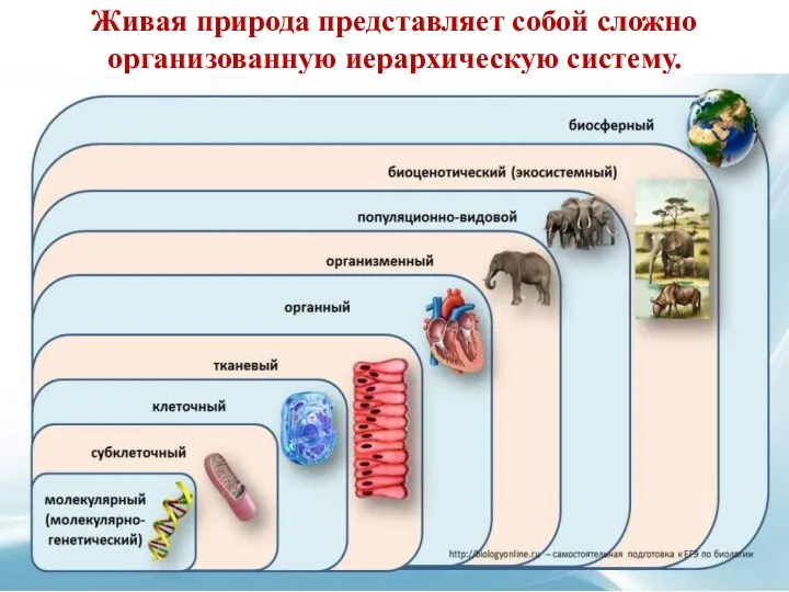 Живая природа представляет собой сложно организованную иерархическую систему.