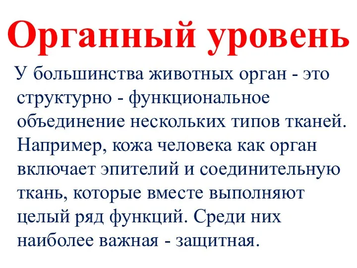 Органный уровень У большинства животных орган - это структурно - функциональное