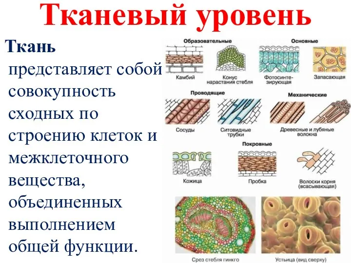 Тканевый уровень Ткань представляет собой совокупность сходных по строению клеток и