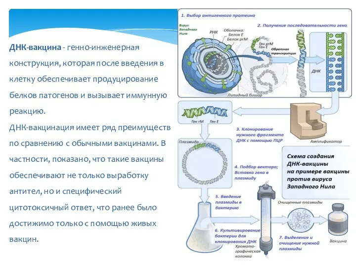 ДНК-вакцина - генно-инженерная конструкция, которая после введения в клетку обеспечивает продуцирование