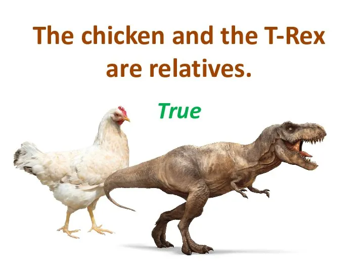 The chicken and the T-Rex are relatives. True