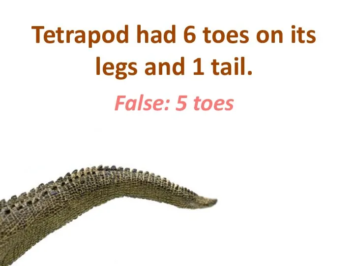 Tetrapod had 6 toes on its legs and 1 tail. False: 5 toes