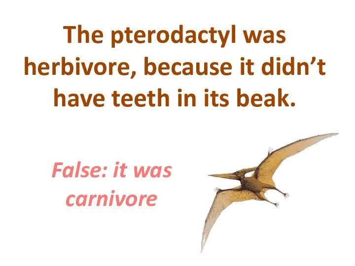 The pterodactyl was herbivore, because it didn’t have teeth in its beak. False: it was carnivore