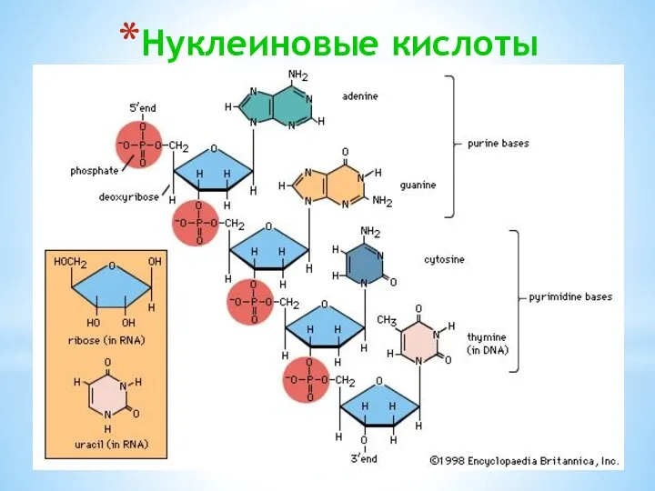 Нуклеиновые кислоты