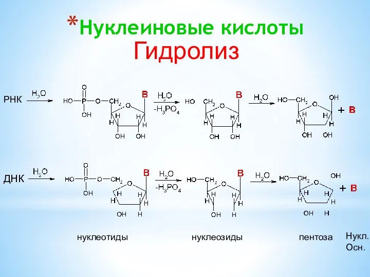 Нуклеиновые кислоты РНК ДНК нуклеотиды нуклеозиды пентоза Нукл. Осн. Гидролиз