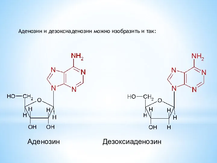 Аденозин Дезоксиаденозин Аденозин и дезоксиаденозин можно изобразить и так: