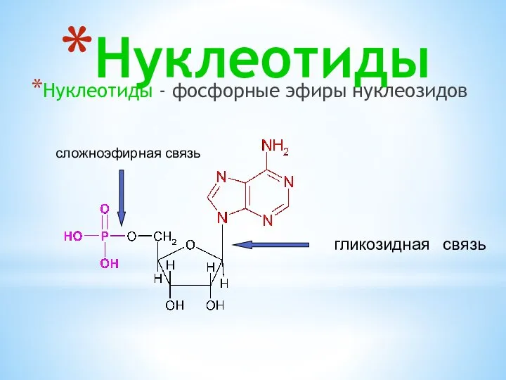 Нуклеотиды Нуклеотиды - фосфорные эфиры нуклеозидов гликозидная связь сложноэфирная связь