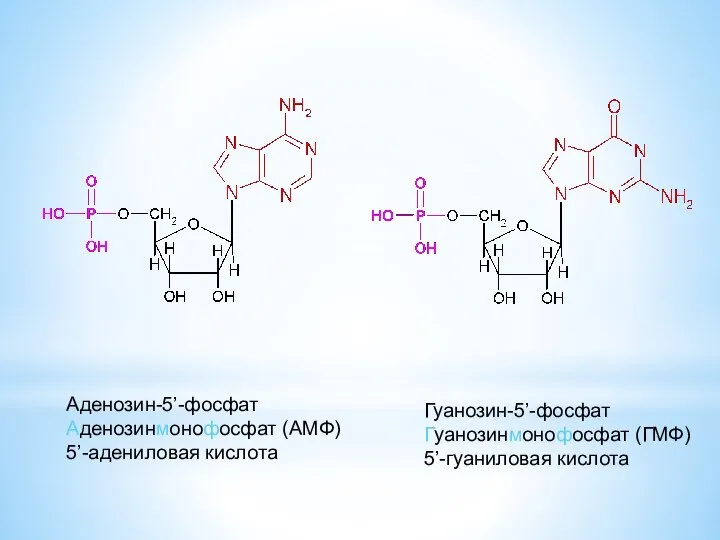 Аденозин-5’-фосфат Аденозинмонофосфат (АМФ) 5’-адениловая кислота Гуанозин-5’-фосфат Гуанозинмонофосфат (ГМФ) 5’-гуаниловая кислота