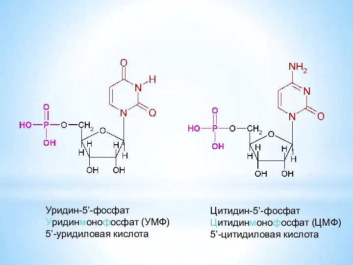 Уридин-5’-фосфат Уридинмонофосфат (УМФ) 5’-уридиловая кислота Цитидин-5’-фосфат Цитидинмонофосфат (ЦМФ) 5’-цитидиловая кислота