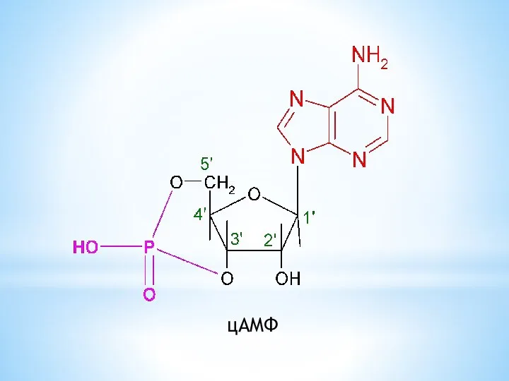 цAMФ