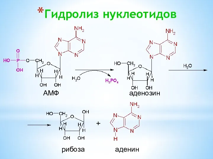 Гидролиз нуклеотидов АМФ аденозин рибоза аденин
