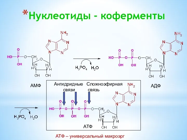 Нуклеотиды - коферменты АМФ АДФ АТФ Ангидридные связи Сложноэфирная связь АТФ – универсальный макроэрг