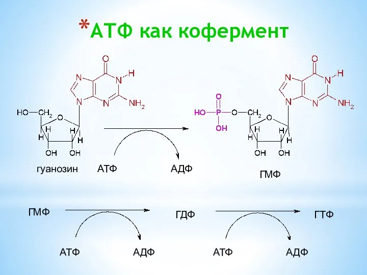 АТФ как кофермент АТФ АДФ АТФ АДФ АТФ АДФ ГМФ ГДФ ГТФ ГМФ гуанозин