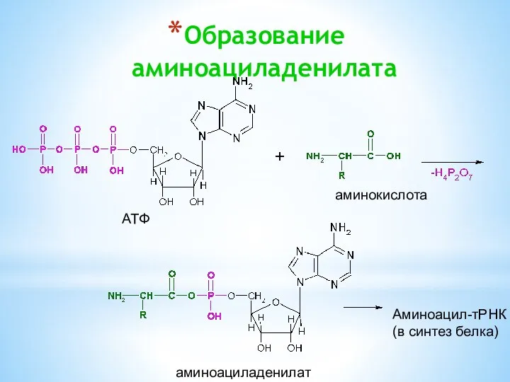 Образование аминоациладенилата АТФ аминокислота аминоациладенилат Аминоацил-тРНК (в синтез белка)