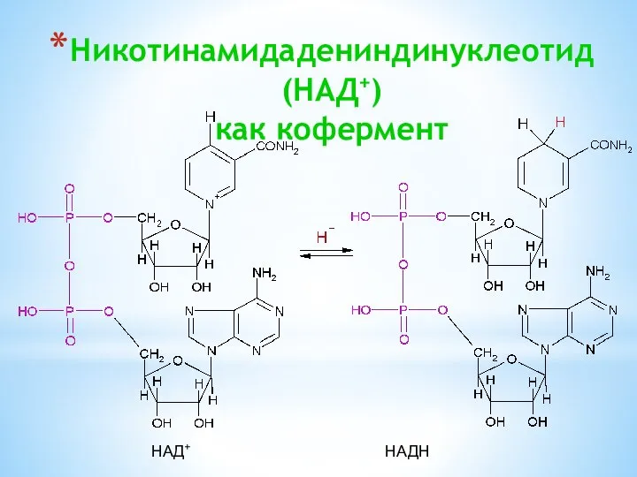 Никотинамидадениндинуклеотид (НАД+) как кофермент НАД+ НАДН