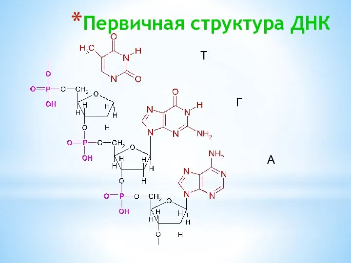 Первичная структура ДНК Т Г А