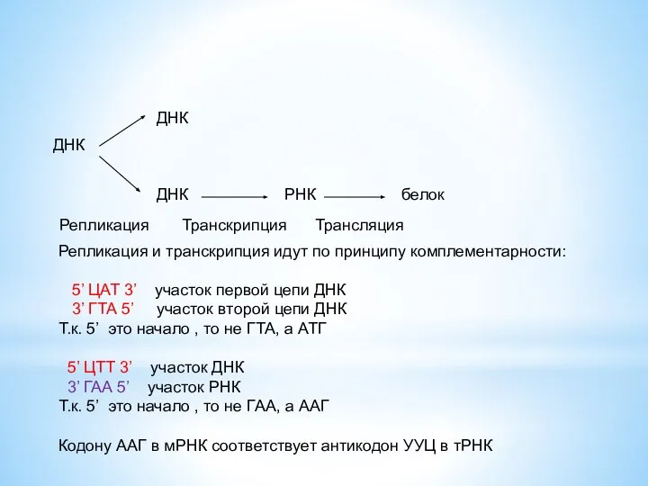 ДНК ДНК ДНК Репликация РНК Транскрипция белок Трансляция Репликация и транскрипция