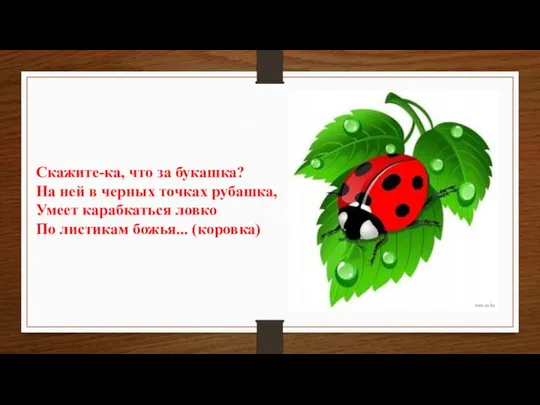 Скажите-ка, что за букашка? На ней в черных точках рубашка, Умеет