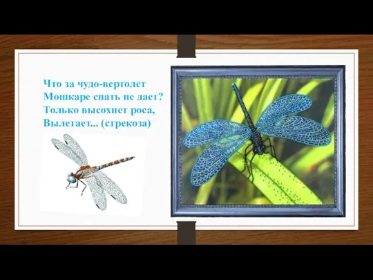 Что за чудо-вертолет Мошкаре спать не дает? Только высохнет роса, Вылетает... (стрекоза)