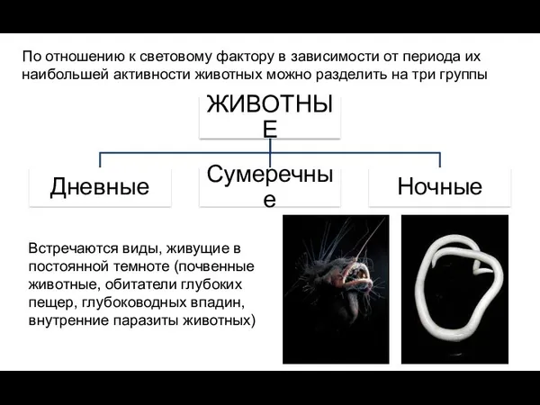 По отношению к световому фактору в зависимости от периода их наибольшей