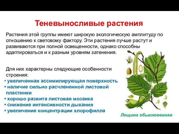 Теневыносливые растения Растения этой группы имеют широкую экологическую амплитуду по отношению