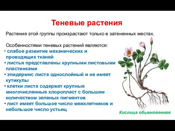 Теневые растения Растения этой группы произрастают только в затененных местах. Особенностями