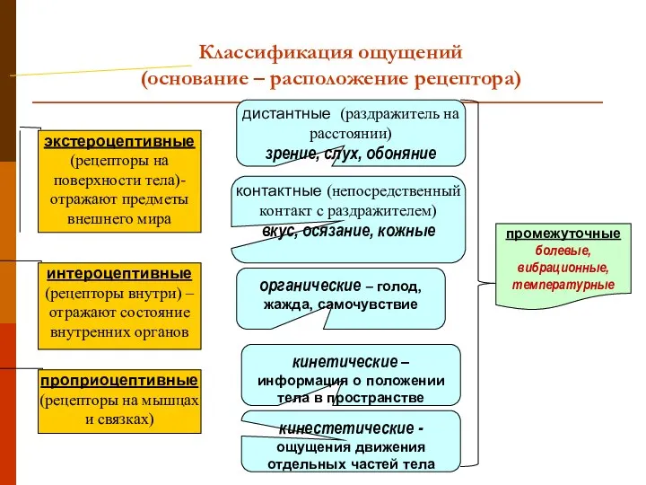 Классификация ощущений (основание – расположение рецептора) экстероцептивные (рецепторы на поверхности тела)-