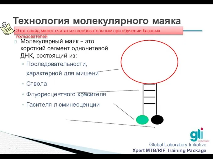 Технология молекулярного маяка Молекулярный маяк – это короткий сегмент однонитевой ДНК,