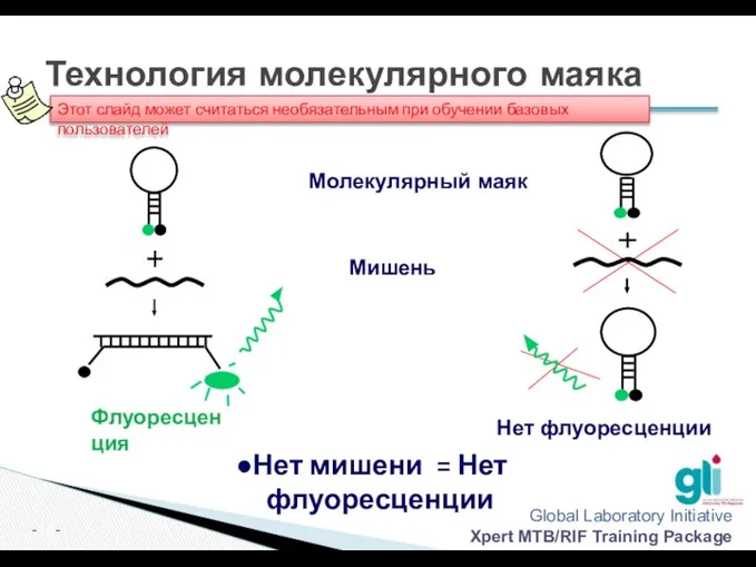 Молекулярный маяк Мишень Флуоресценция Нет флуоресценции Нет мишени = Нет флуоресценции Технология молекулярного маяка