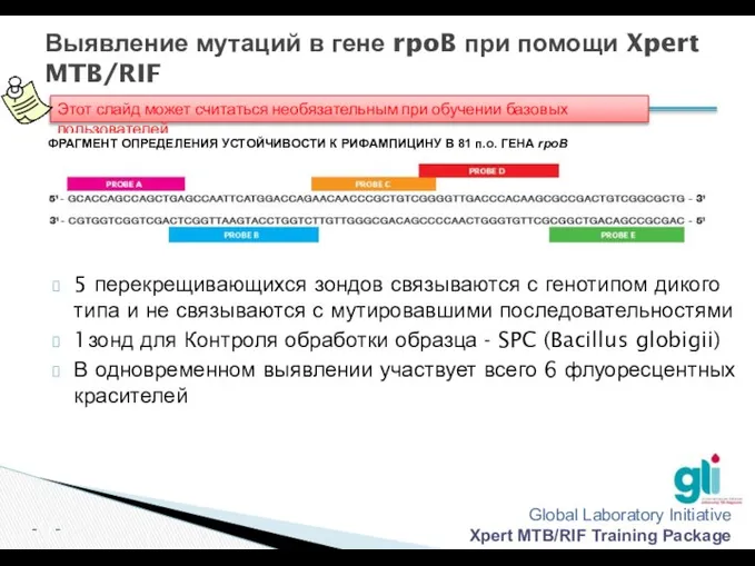 Выявление мутаций в гене rpoB при помощи Xpert MTB/RIF 5 перекрещивающихся