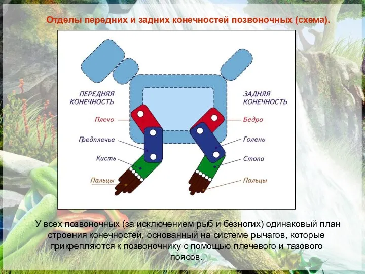 Отделы передних и задних конечностей позвоночных (схема). У всех позвоночных (за