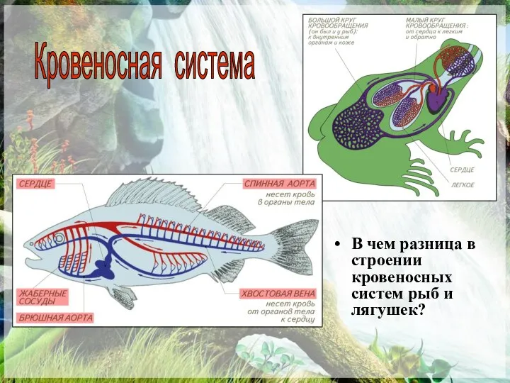 В чем разница в строении кровеносных систем рыб и лягушек? Кровеносная система