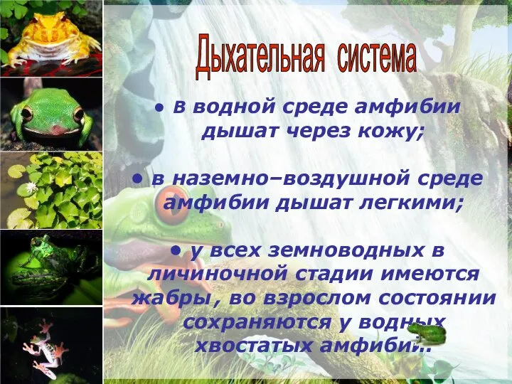 В водной среде амфибии дышат через кожу; в наземно–воздушной среде амфибии