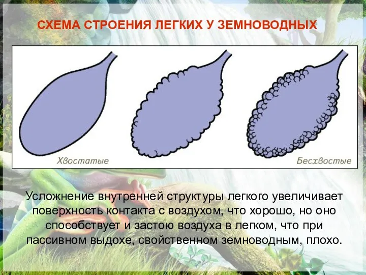 СХЕМА СТРОЕНИЯ ЛЕГКИХ У ЗЕМНОВОДНЫХ Усложнение внутренней структуры легкого увеличивает поверхность