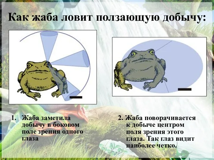 Как жаба ловит ползающую добычу: Жаба заметила добычу в боковом поле