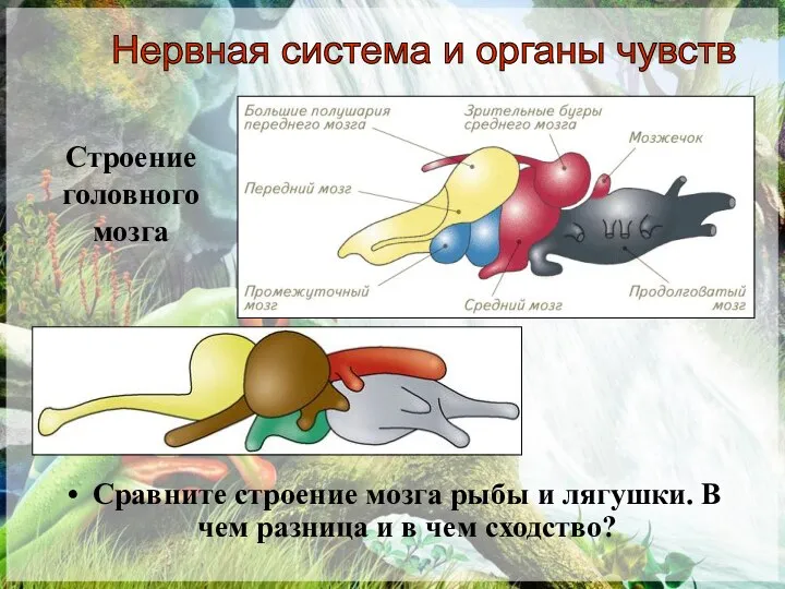 Строение головного мозга Сравните строение мозга рыбы и лягушки. В чем