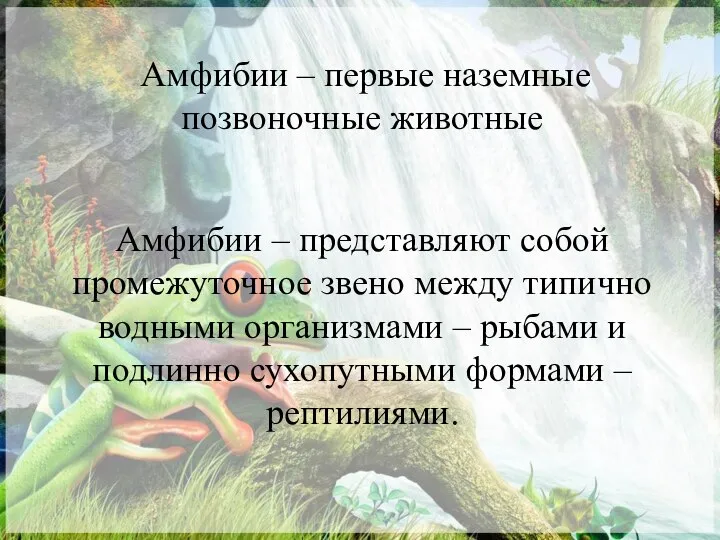 Амфибии – первые наземные позвоночные животные Амфибии – представляют собой промежуточное