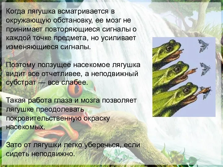 Когда лягушка всматривается в окружающую обстановку, ее мозг не принимает повторяющиеся