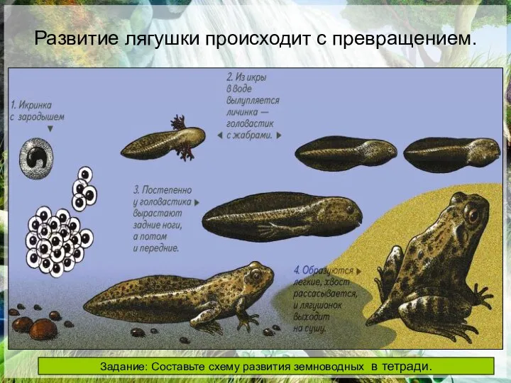 Развитие лягушки происходит с превращением. РАЗВИТИЕ Развитие лягушки происходит с превращением.