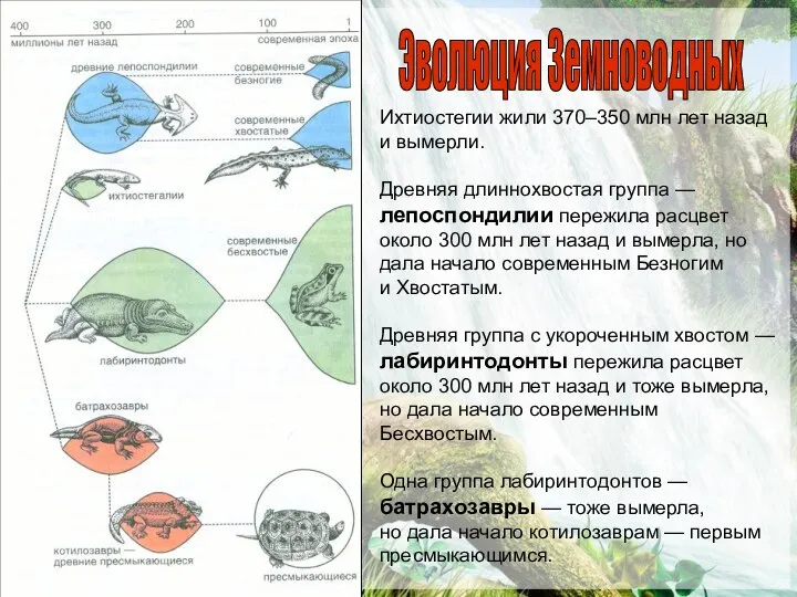 Эволюция Земноводных Ихтиостегии жили 370–350 млн лет назад и вымерли. Древняя