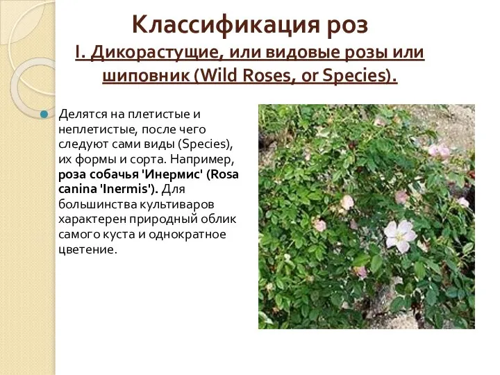 Классификация роз I. Дикорастущие, или видовые розы или шиповник (Wild Roses,