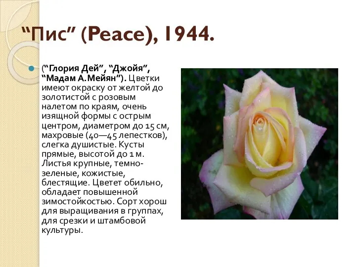 “Пис” (Peace), 1944. (“Глория Дей”, “Джойя”, “Мадам А.Мейян”). Цветки имеют окраску